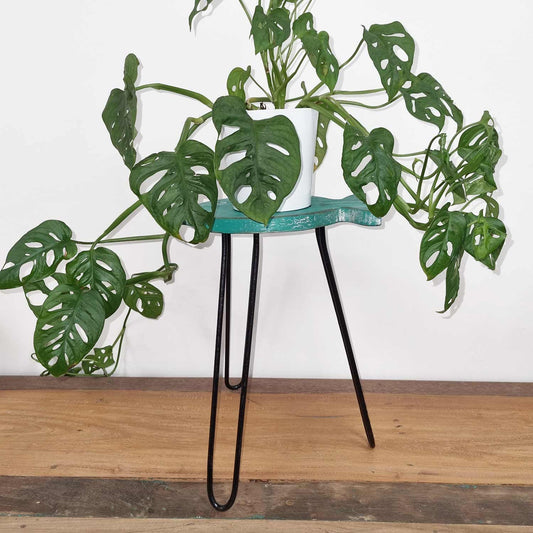 Albasia Wood Fish Stand - Turquoise - Luna Panther