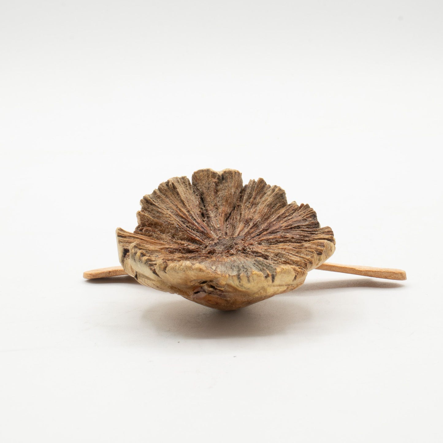 Handmade Parasite Wood Art Carving – Rising Sea Turtle – image 5