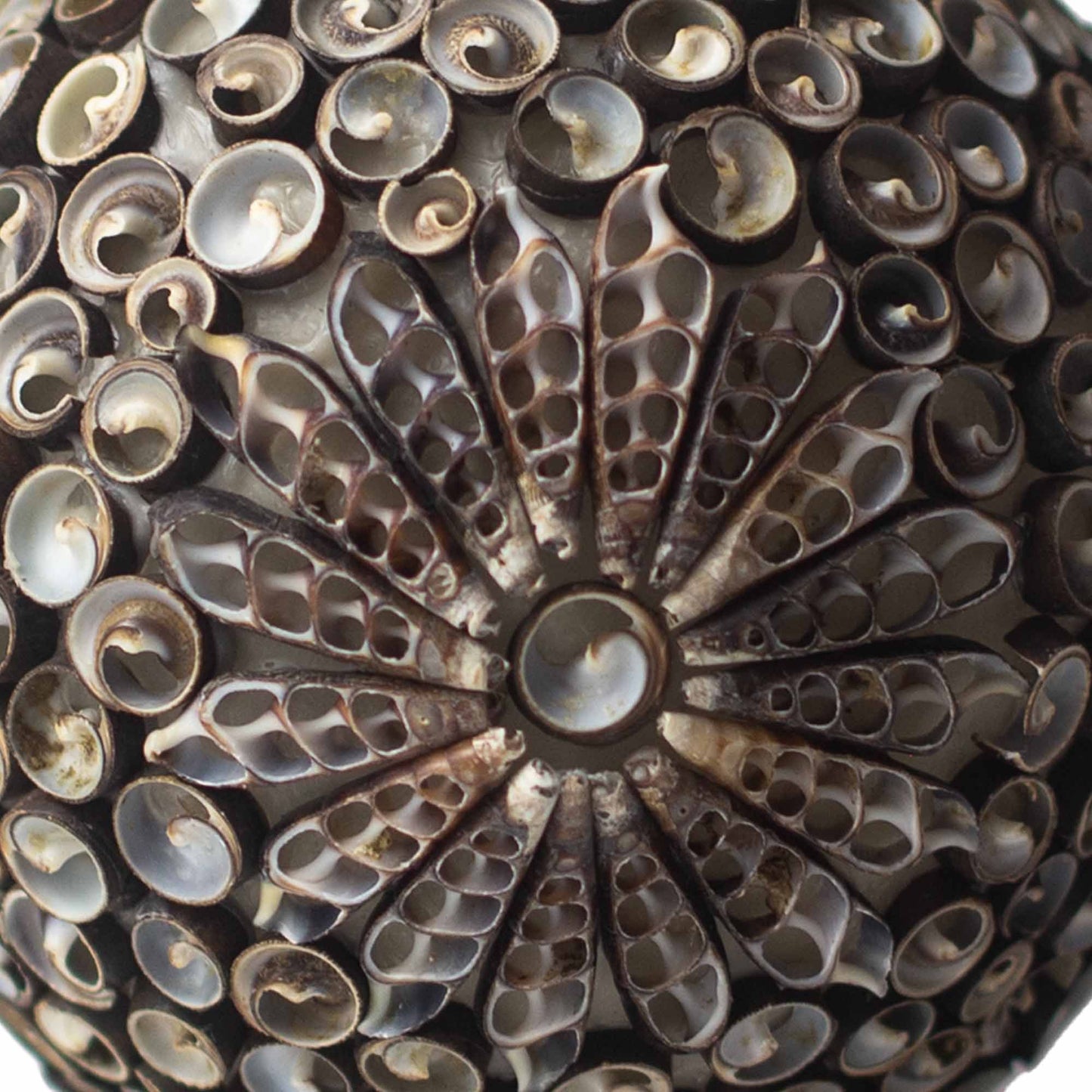 Boho Seashell Lamp - Chocolate Twist Globe - 15cm - Luna Panther