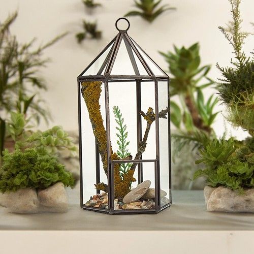 Glass Terrarium - Lantern Shape - Luna Panther