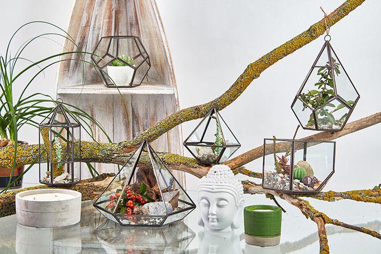 Glass Terrarium - Large Pentagon - Luna Panther