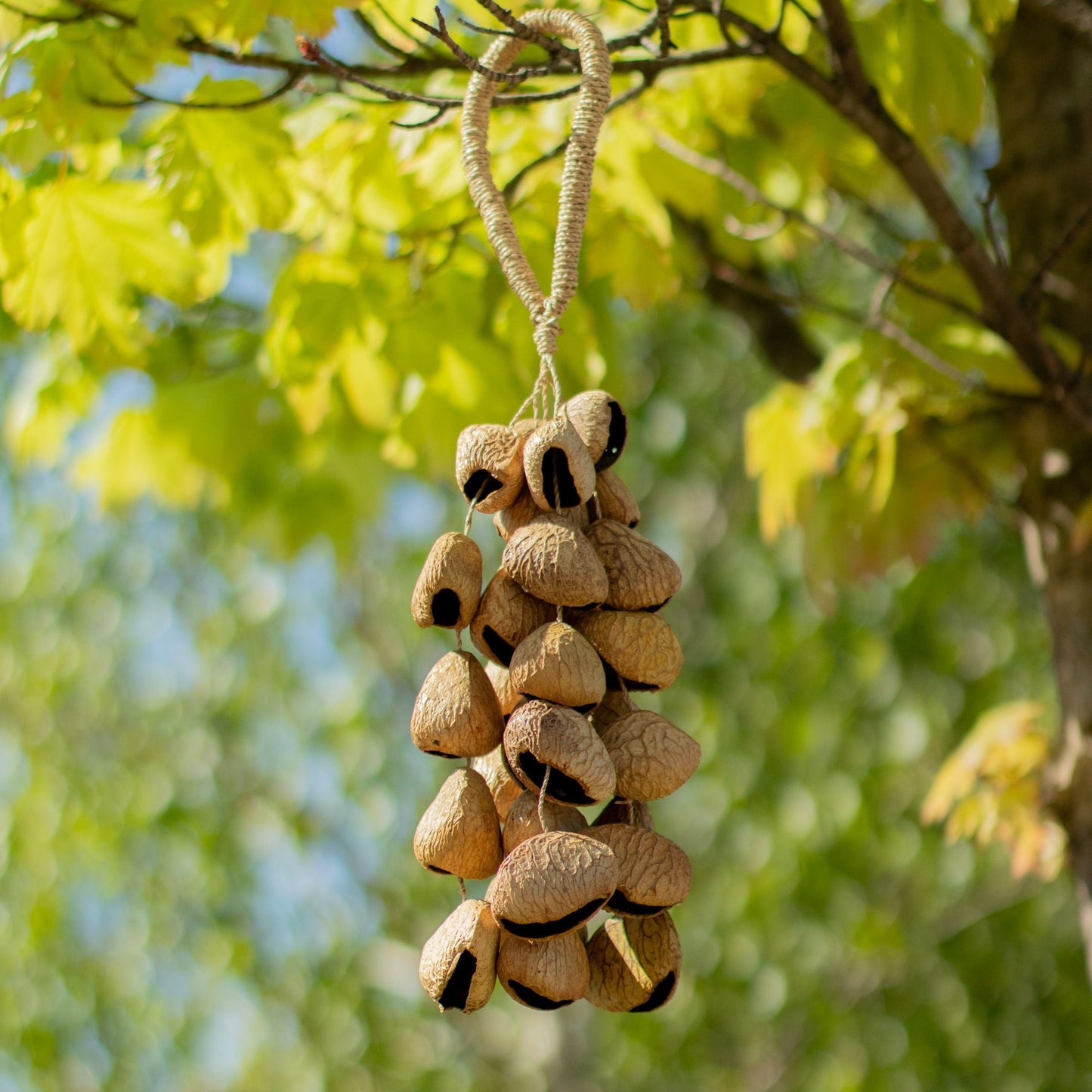 Kenari Shell Long Rattle (50 Shells) - Luna Panther