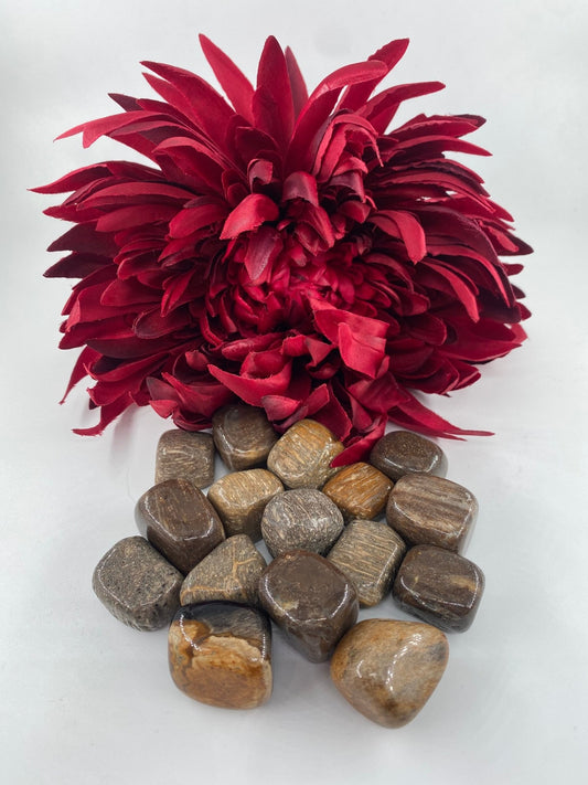 Polished Petrified Wood - Tumble Stone featuring earthy woodgrain pattern and glossy finish - Luna Panther