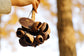 MEINL Sonic Energy Pangi Shaker - Small detail view 9 at Luna Panther
