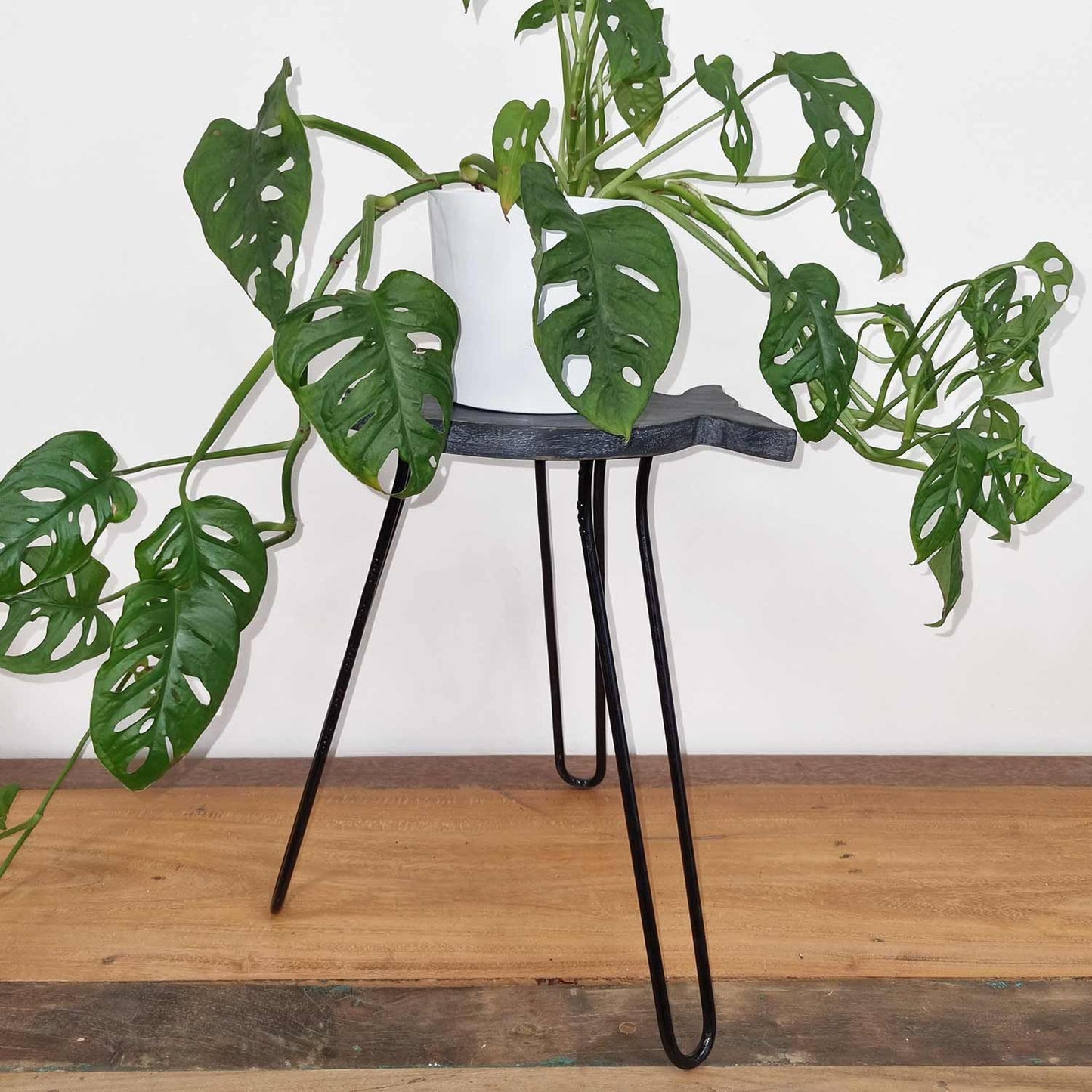Albasia Wood Fish Stand - Greywash - Luna Panther