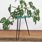 Albasia Wood Fish Stand - Turquoise - Luna Panther