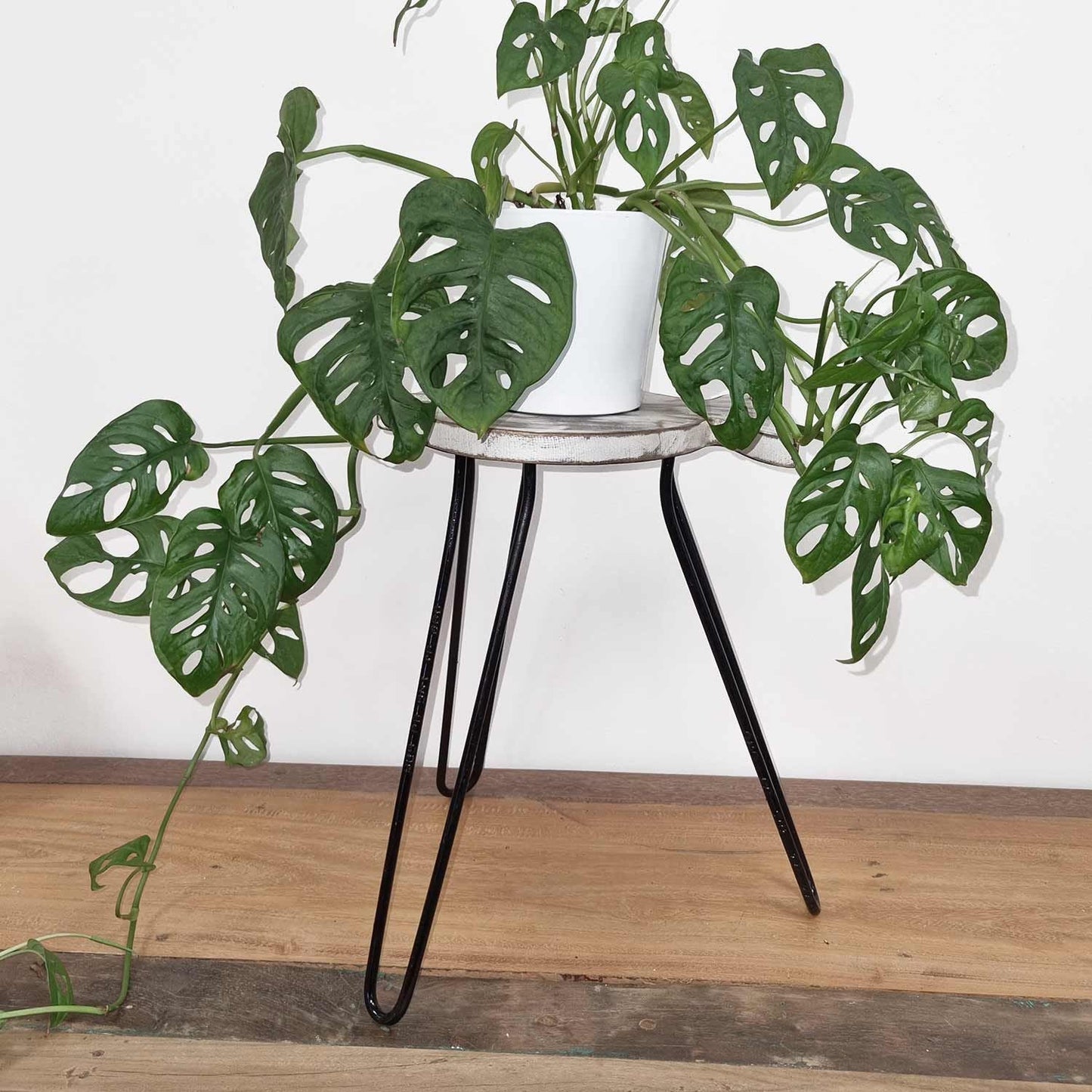 Albasia Wood Fish Stand - Whitewash - Luna Panther