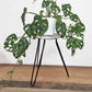 Albasia Wood Fish Stand - Whitewash - Luna Panther