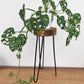 Albasia Wood Plant Stand - Natural & gold detail - Luna Panther