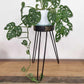 Albasia Wood Plant Stand - Turquoise & gold detail - Luna Panther