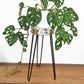 Albasia Wood Plant Stand - Whitewash - Luna Panther