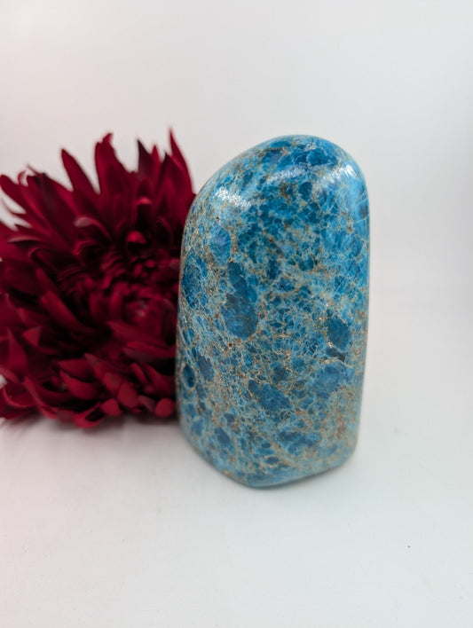 Polished Apatite Freeform 1247 featuring teal-blue tone and crystalline depth - Luna Panther