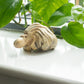 Handmade Parasite Wood Art Carving – Ocean Guarding Octopus – image 4