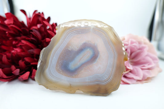 Polished Banded Fortification Agate Slice (190g) featuring banded patterns and glossy finish - Luna Panther