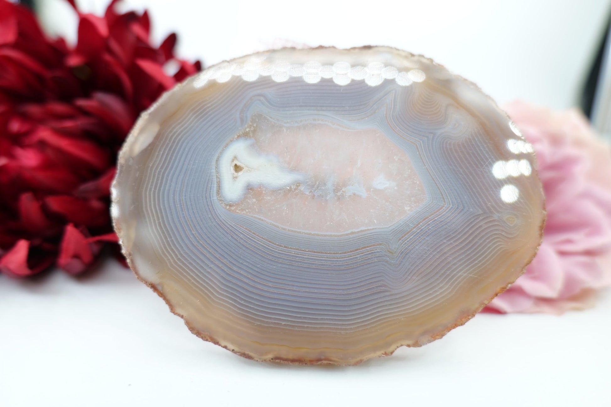 Polished Banded Fortification Agate Slice (220g) featuring banded patterns and glossy finish - Luna Panther