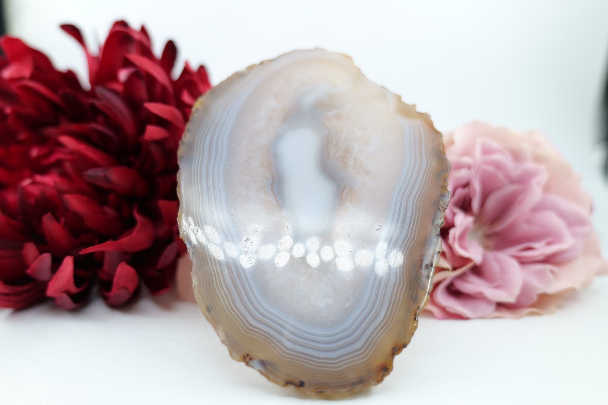 Polished Banded Fortification Agate Slice (230g) featuring banded patterns and glossy finish - Luna Panther