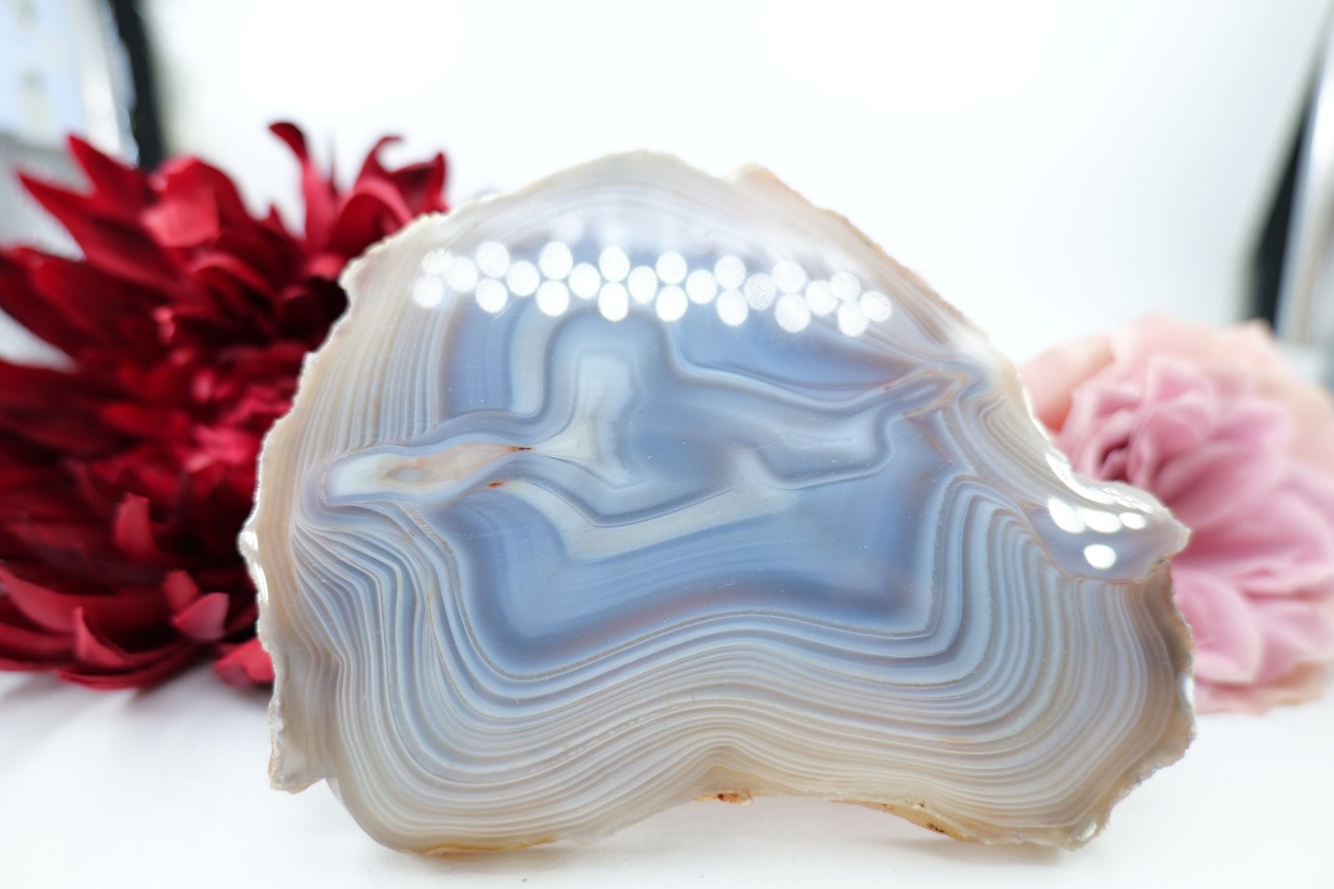 Polished Banded Fortification Agate Slice (320g) featuring banded patterns and glossy finish - Luna Panther