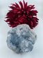 Natural Celestite Rough Form 832G featuring pale sky-blue tone and soft translucence - Luna Panther