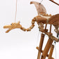 Coconut Dragon Wind Chimes - Luna Panther