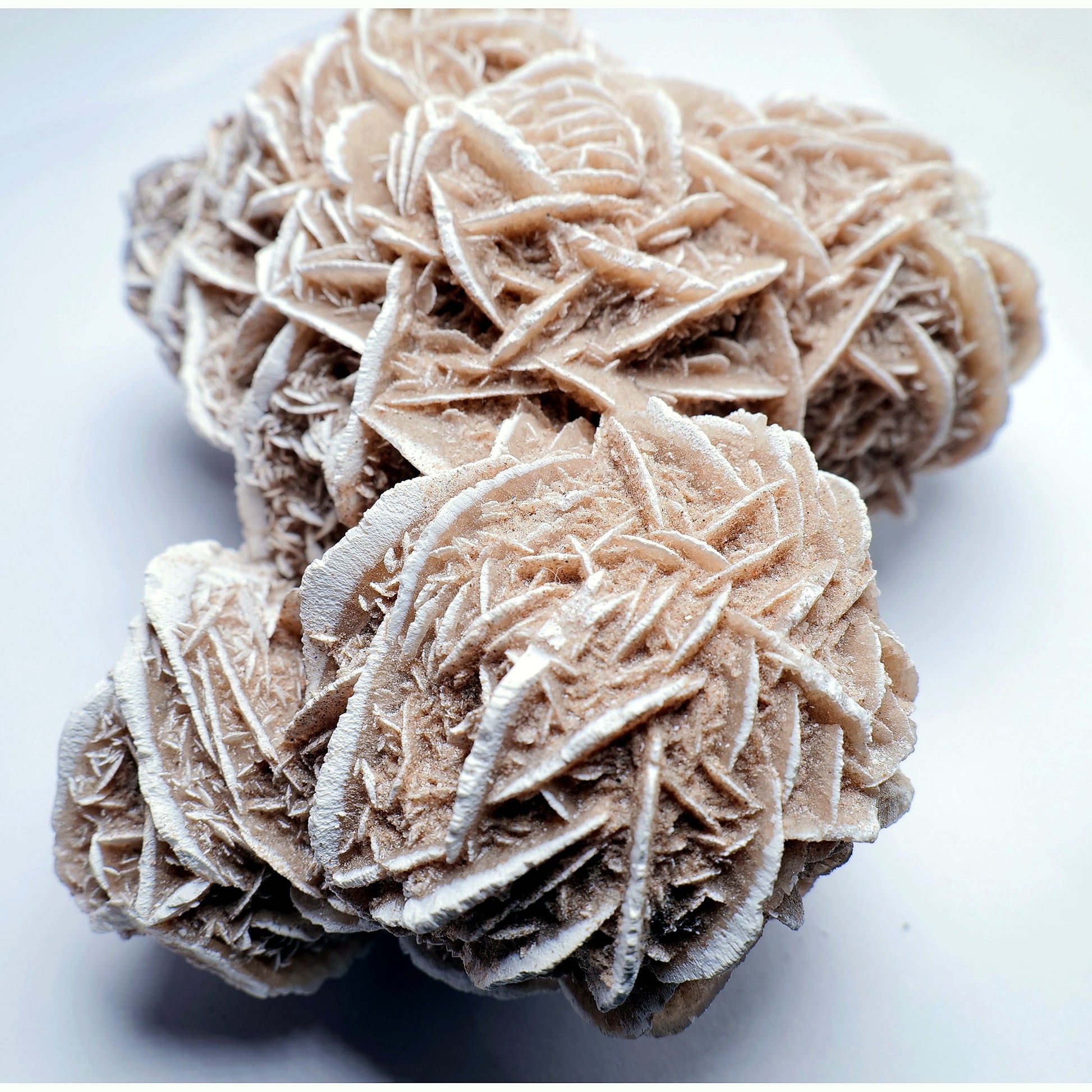 Desert Rose Gypsum - 527g - Luna Panther
