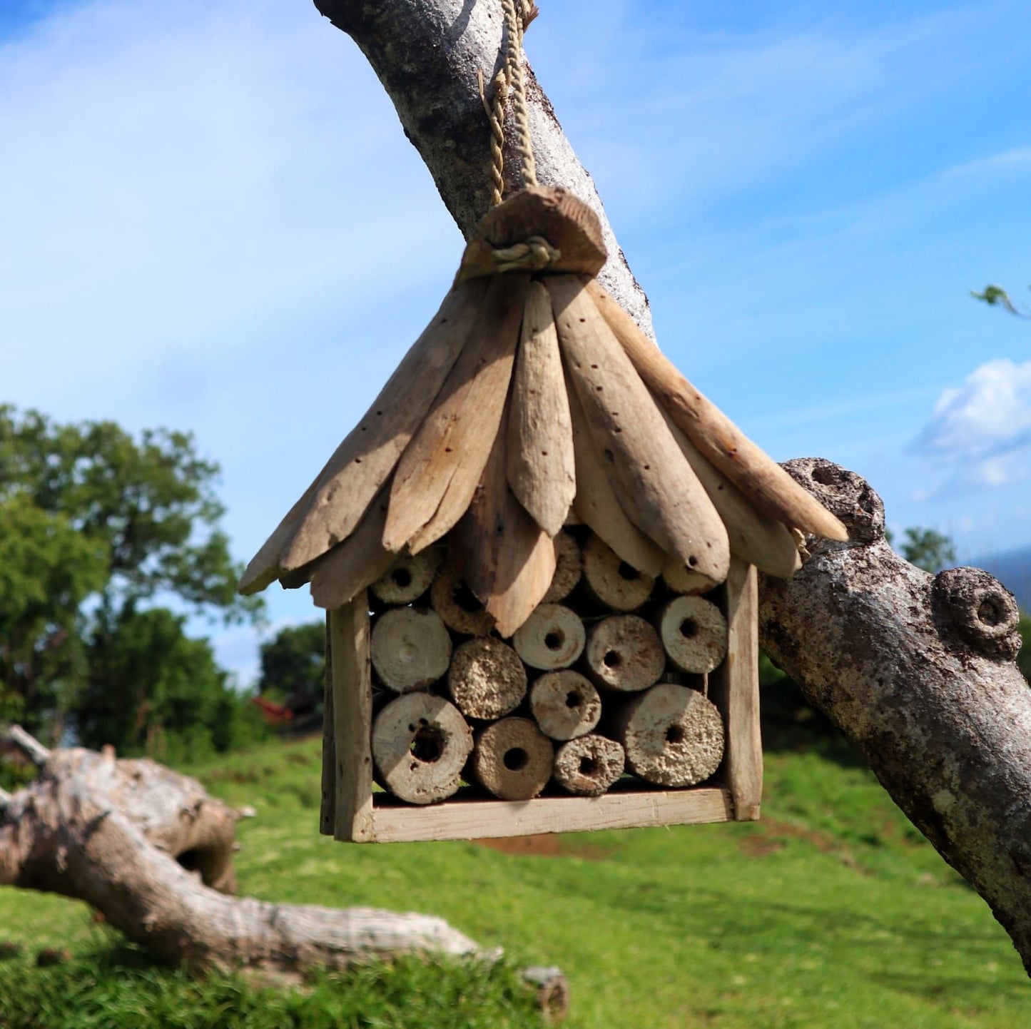 Driftwood Bee & Insect Box - Luna Panther
