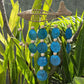Driftwood Wind Chime - String Fish and Blue Copis Drop - Luna Panther