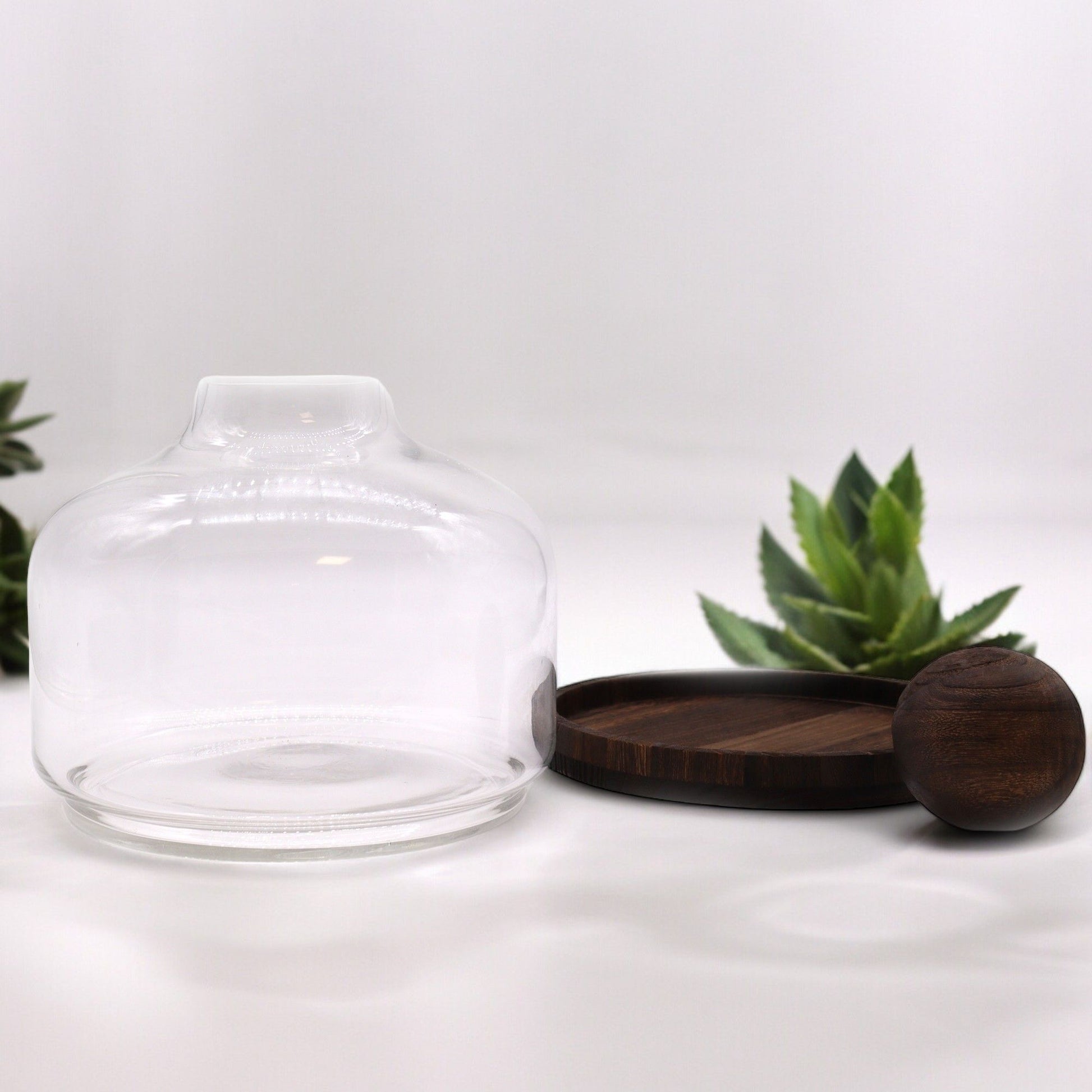 Ex - Large Ball Top Terrarium on Dark Tung Wood - Luna Panther