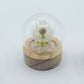 Floral Glow Garden Dome - 1 Dandelion - LED Battery - Luna Panther
