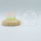Floral Glow Garden Dome - 10 Pink Roses - LED USB - Luna Panther