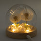 Floral Glow Garden Dome - 2 Dandelions - LED USB - Luna Panther