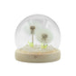 Floral Glow Garden Dome - 2 Dandelions - LED USB - Luna Panther