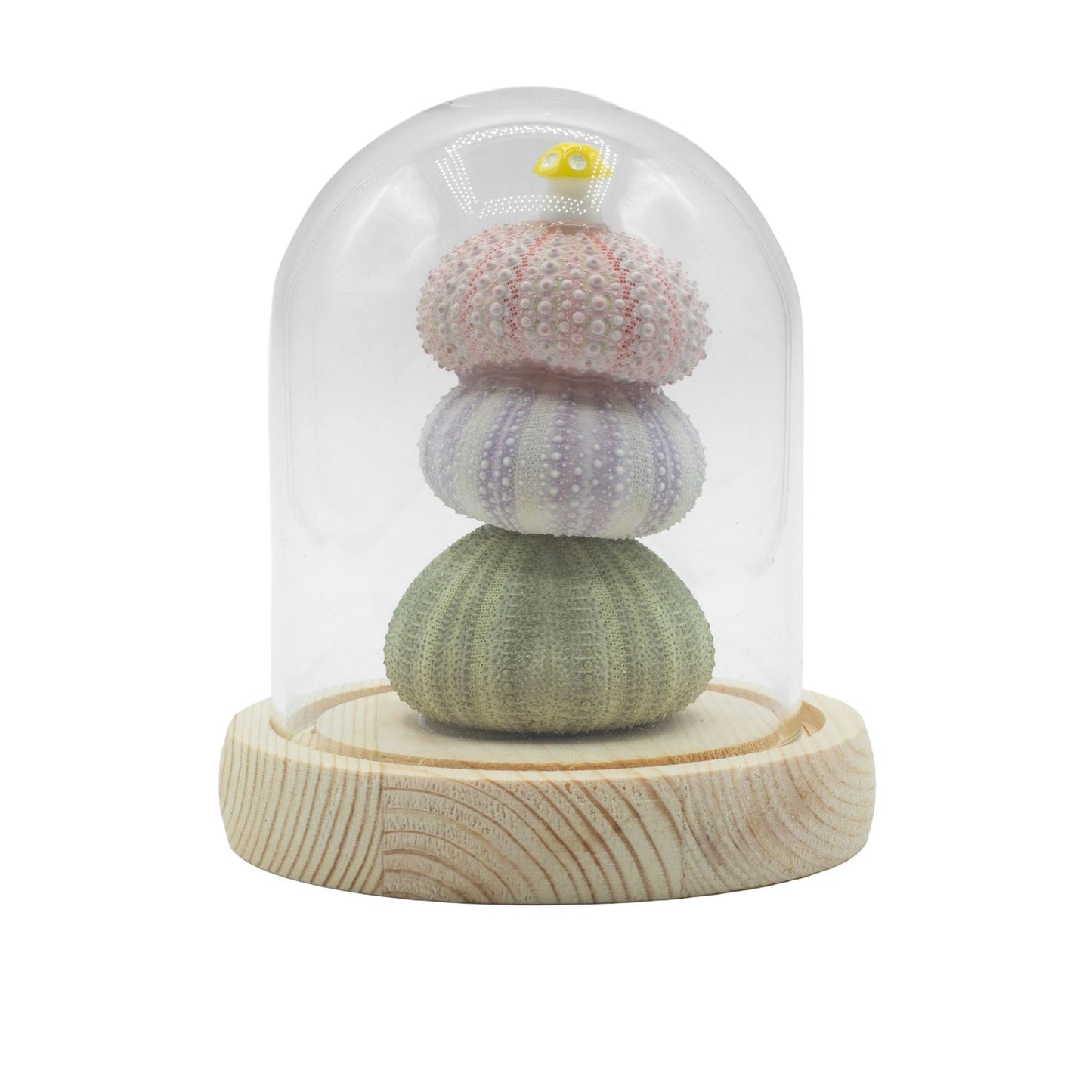Floral Glow Garden Dome - 3 Sea Urchins - LED USB - Luna Panther