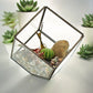 Glass Terrarium - Cube on Corner - Luna Panther