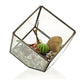 Glass Terrarium - Cube on Corner - Luna Panther