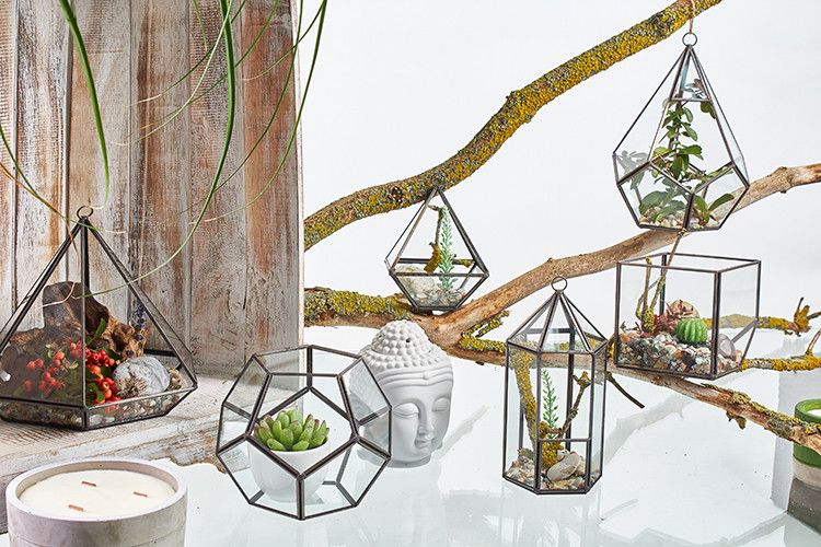 Glass Terrarium - Large Octagon - Luna Panther