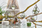Glass Terrarium - Large Pentagon - Luna Panther