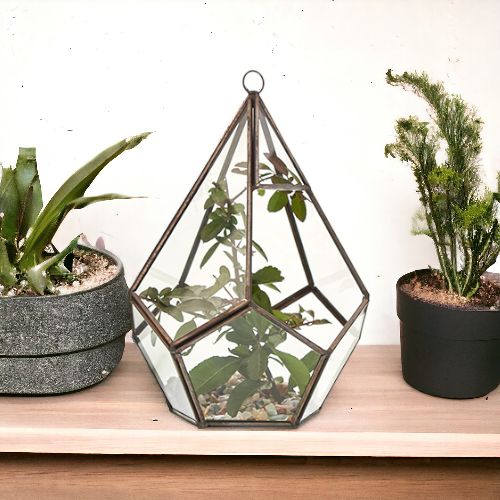 Glass Terrarium - Large Pentagon - Luna Panther
