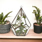 Glass Terrarium - Large Pentagon - Luna Panther