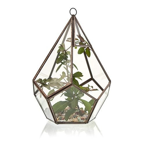 Glass Terrarium - Large Pentagon - Luna Panther