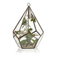 Glass Terrarium - Large Pentagon - Luna Panther
