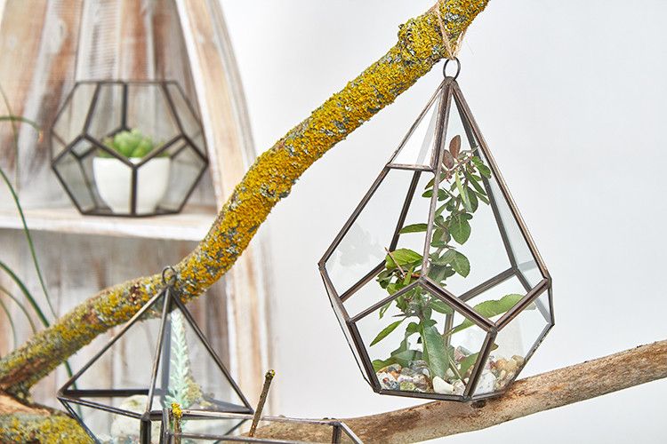 Glass Terrarium - Large Pentagon - Luna Panther