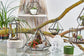 Glass Terrarium - Small Diamond - Luna Panther