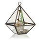 Glass Terrarium - Small Diamond - Luna Panther