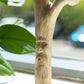 Handmade Parasite Wood Art Carving - Greenman - Luna Panther