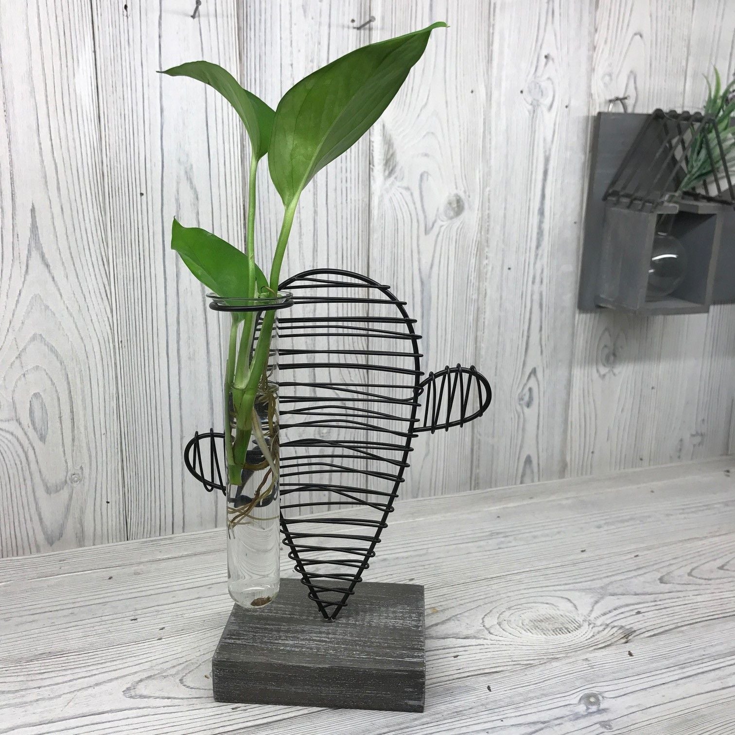 Hydroponic Home Decor - Cactus & Lab Pot - Luna Panther