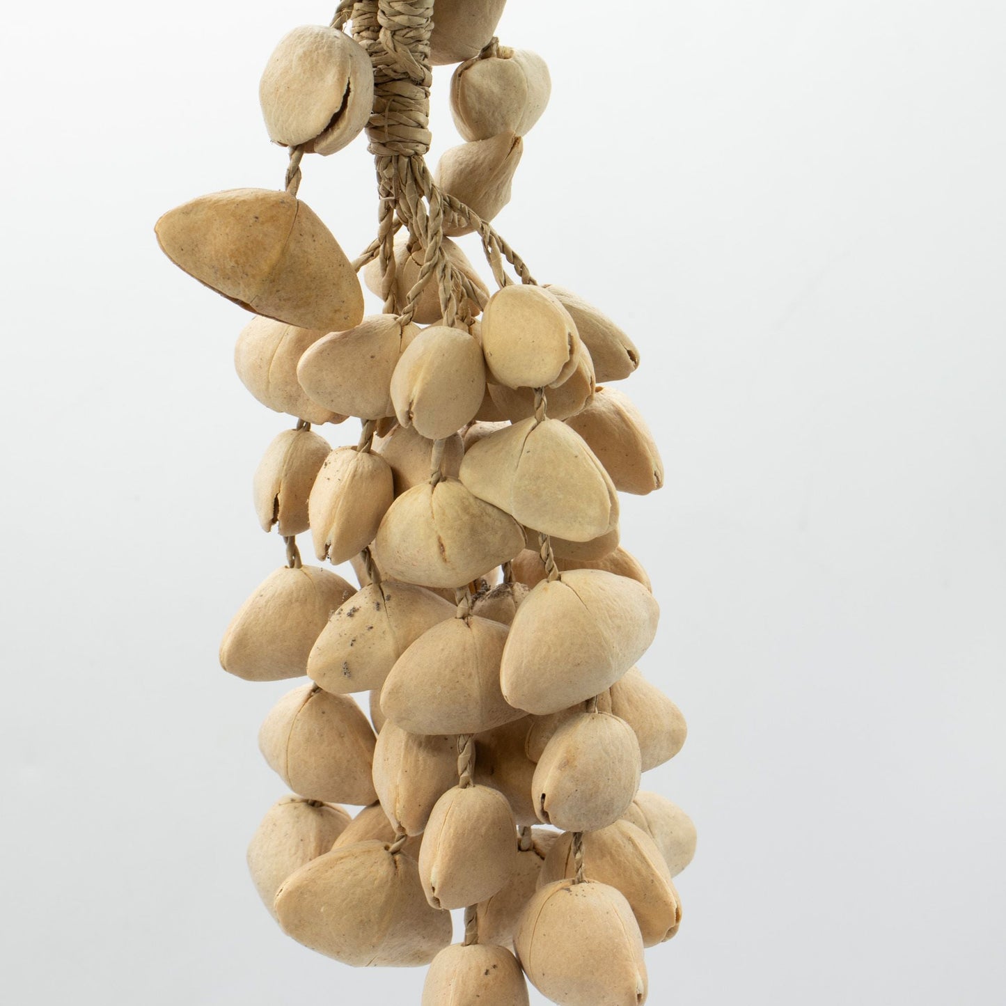 Kenari Shell Long Rattle (50 Shells) - Luna Panther