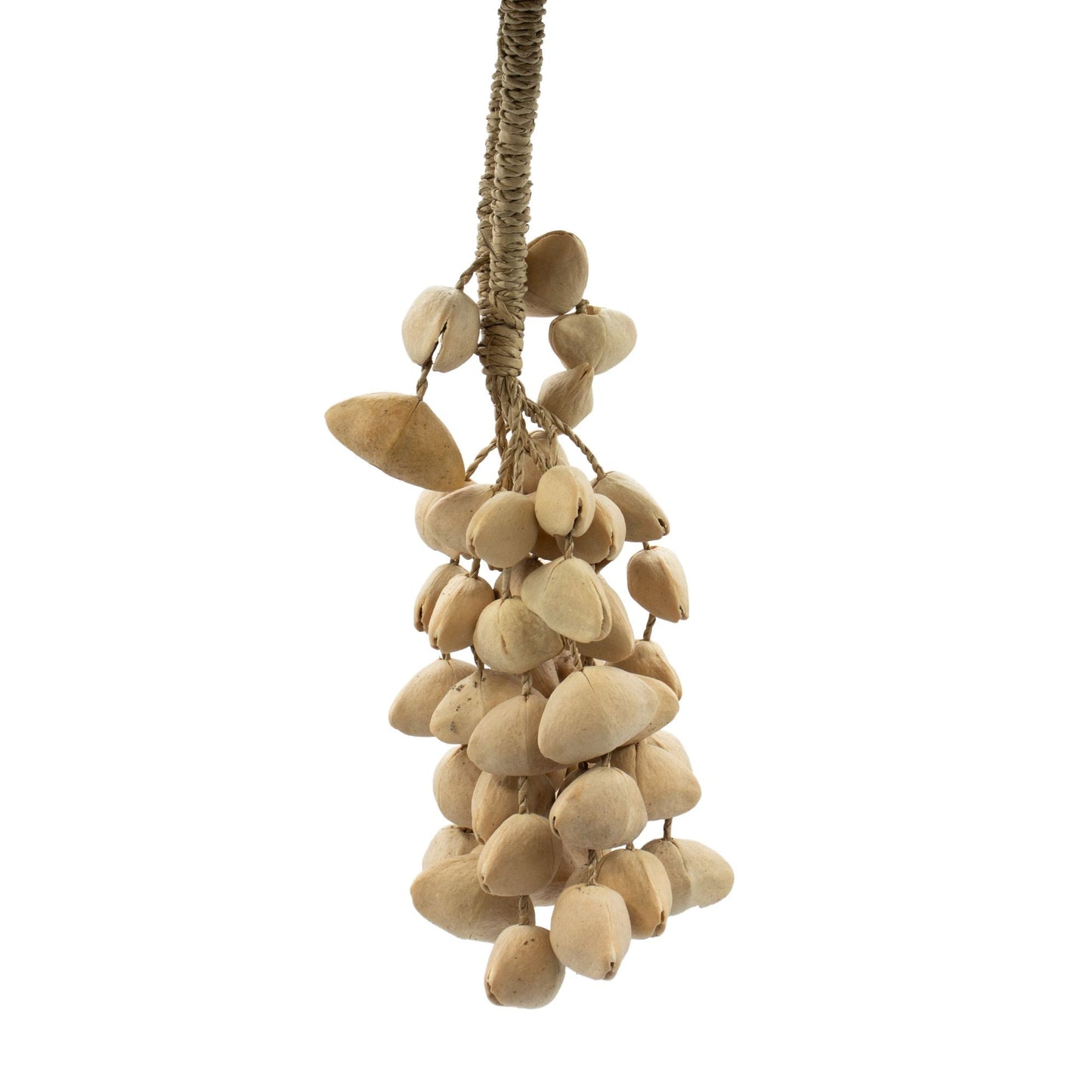 Kenari Shell Long Rattle (50 Shells) - Luna Panther