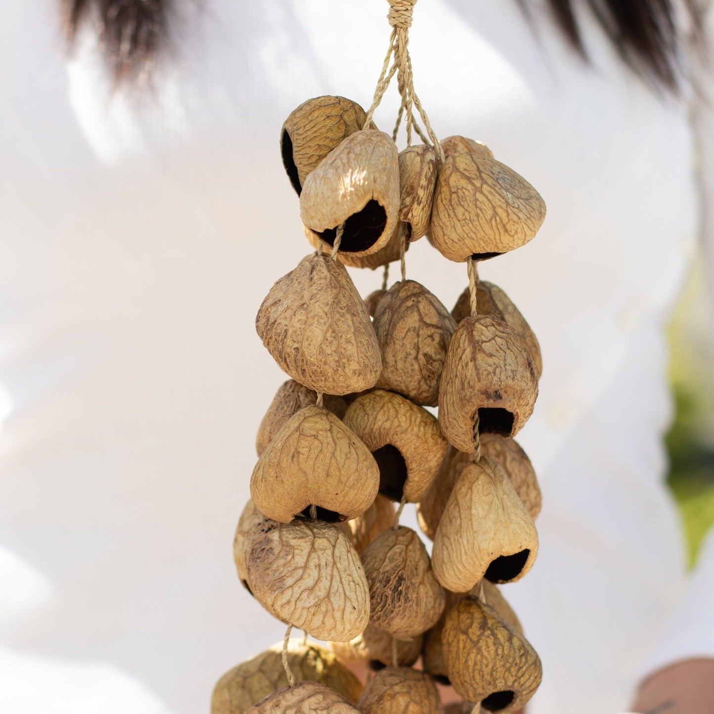 Kenari Shell Long Rattle (50 Shells) - Luna Panther