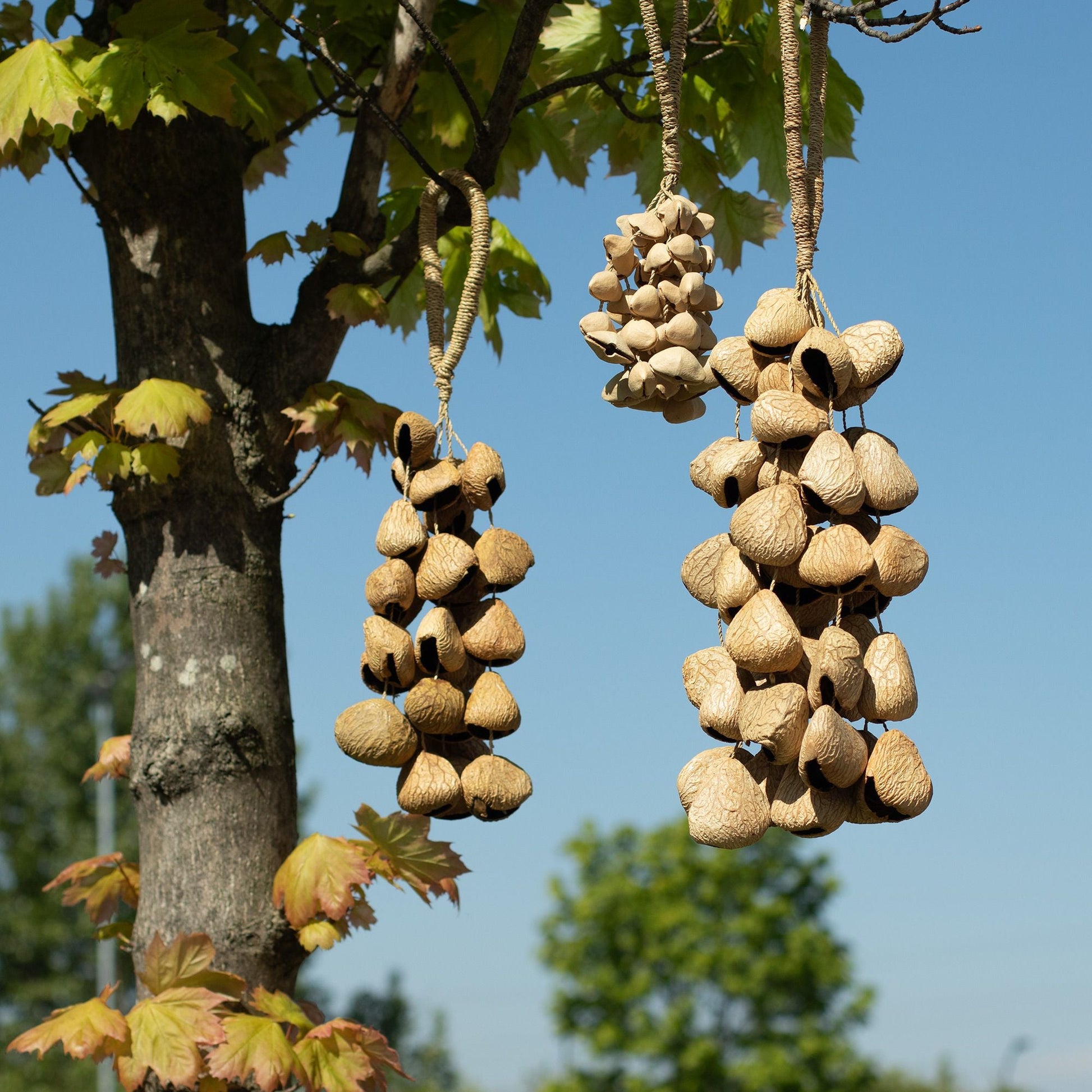 Large Pangi Seed Shell - Natural Nut Shaker (50 Shells) - Luna Panther