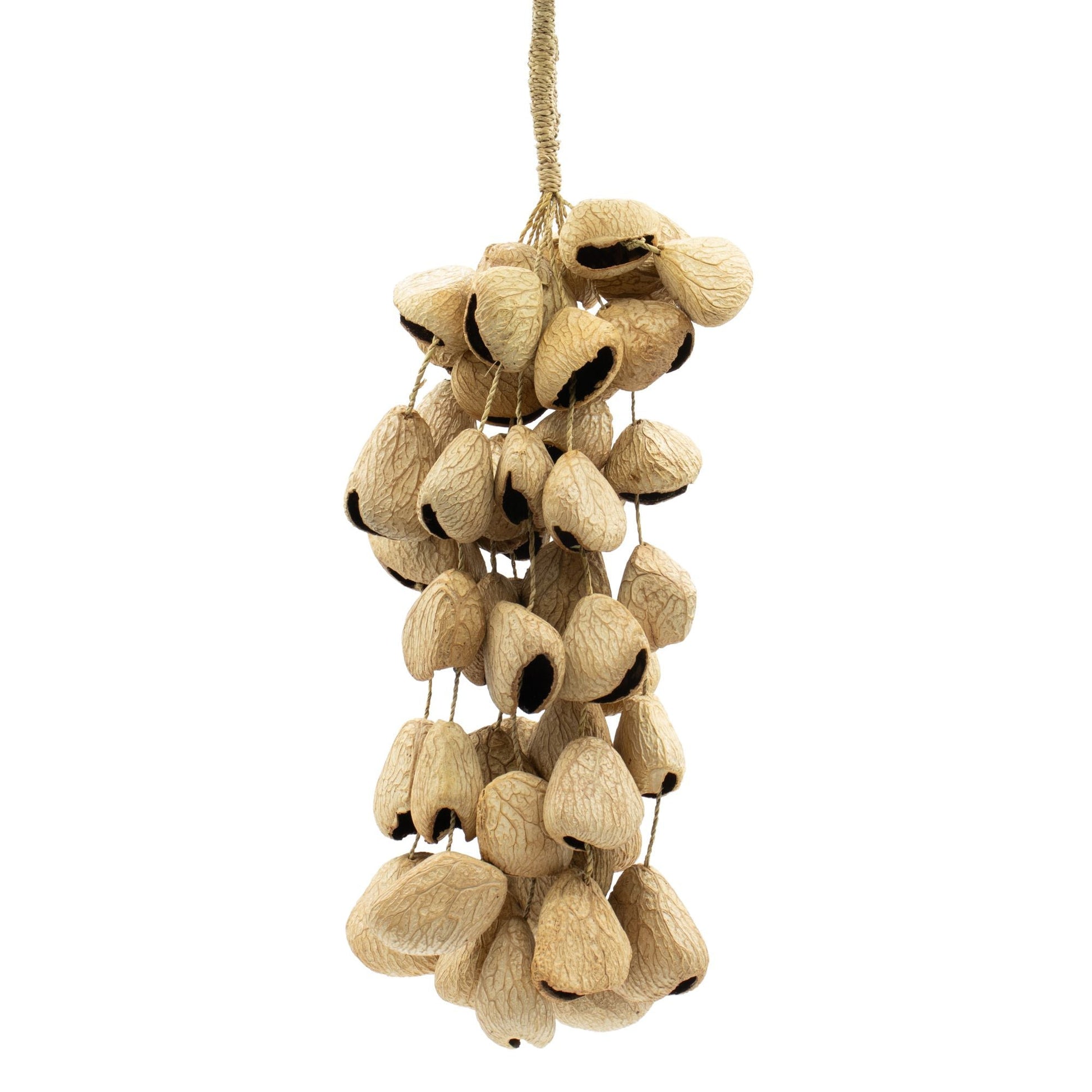 Large Pangi Seed Shell - Natural Nut Shaker (50 Shells) - Luna Panther